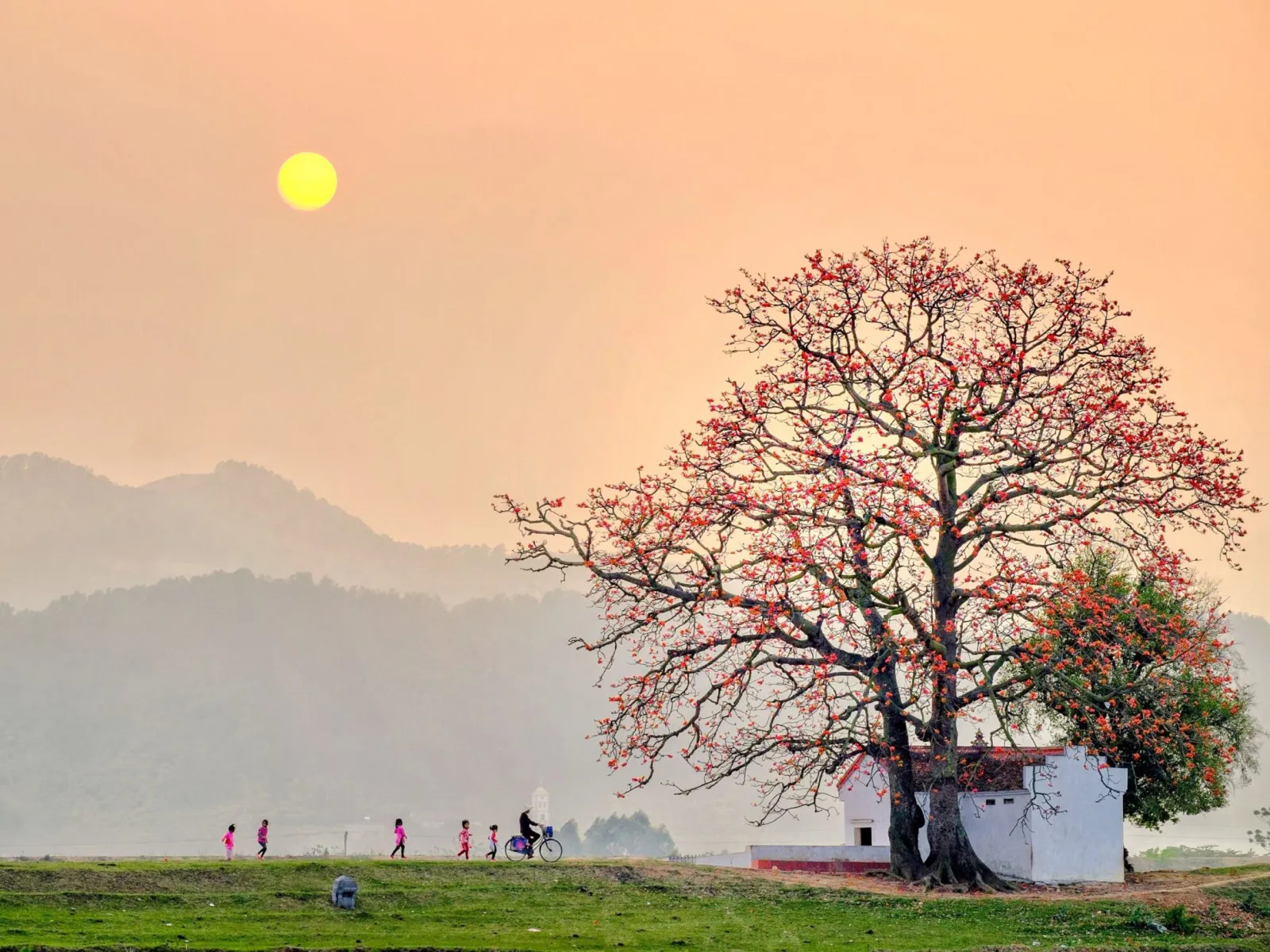 La floraison des arbres de kapok et l’éclat vermillon de Bac Giang
